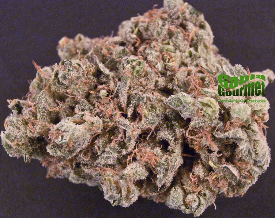 Ganja-Gourmet-Chemdog-01-id