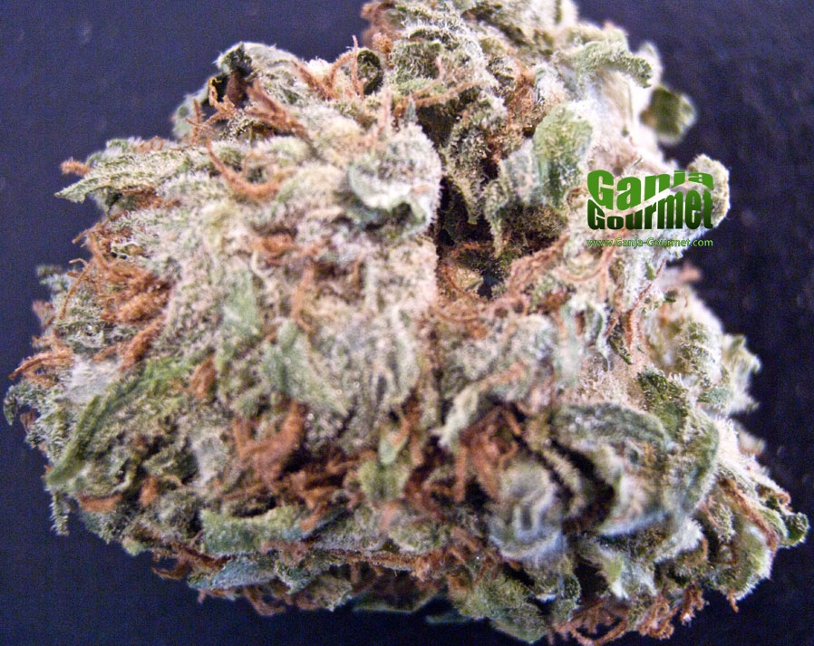 GanjaGourmetAfghanKushid01