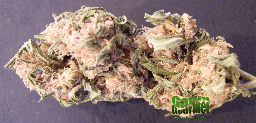 GanjaGourmetAK4701id