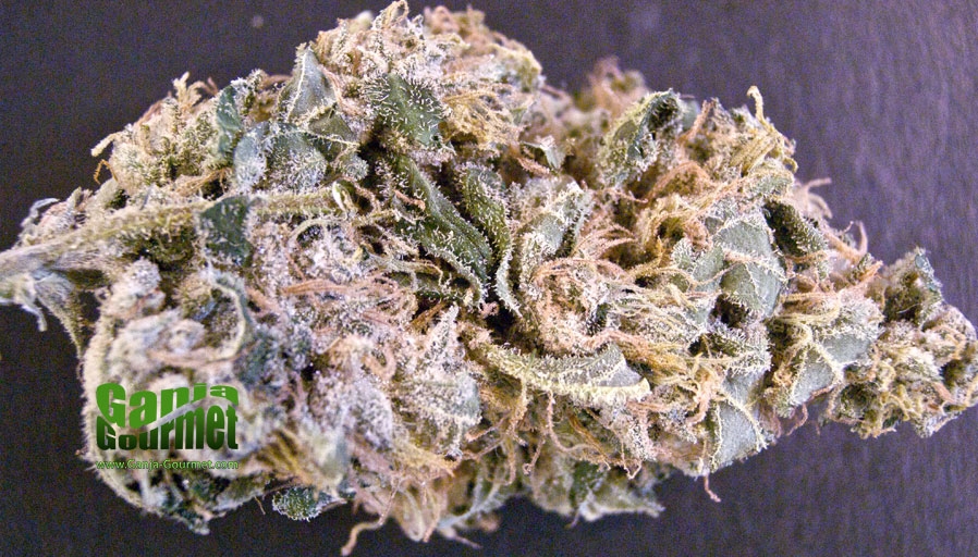 GanjaGourmetAlien01id