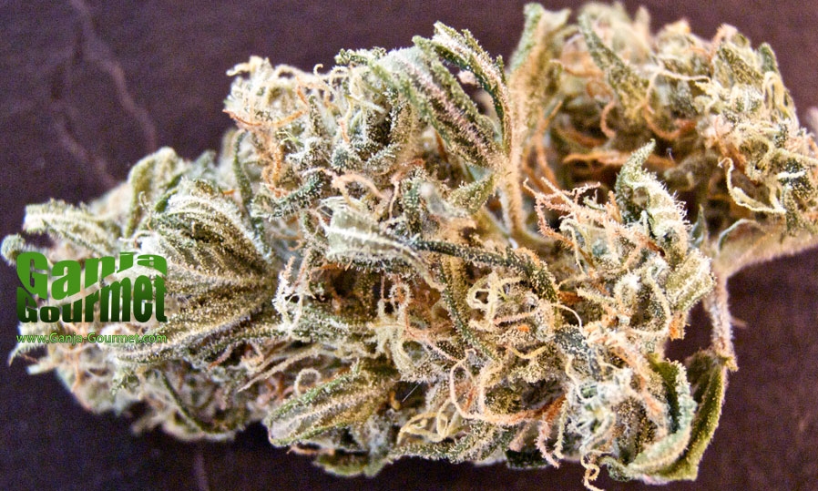 GanjaGourmetArgentineHazeid01