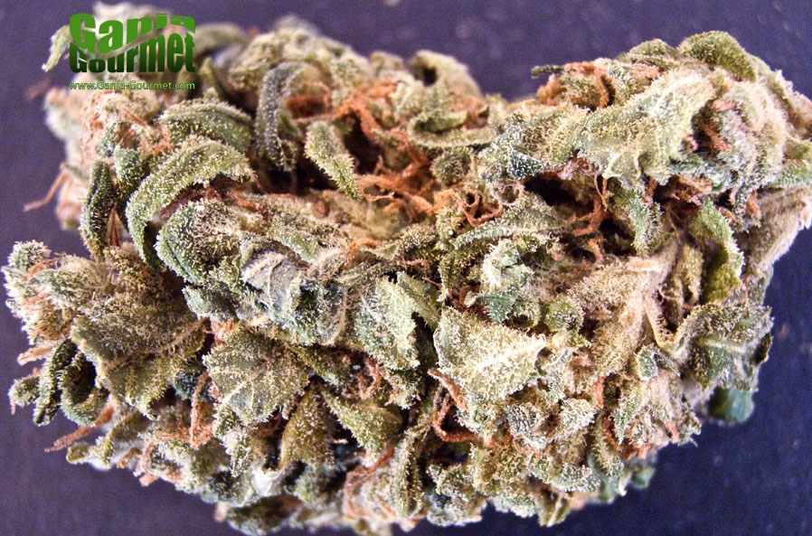 GanjaGourmetArmageddonSkunk01id