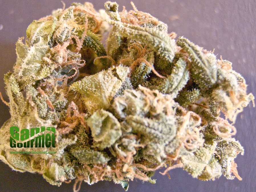GanjaGourmetBananaKush01id