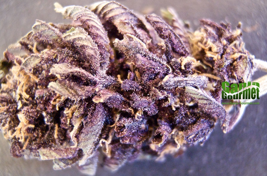 GanjaGourmetBeanSprout01id