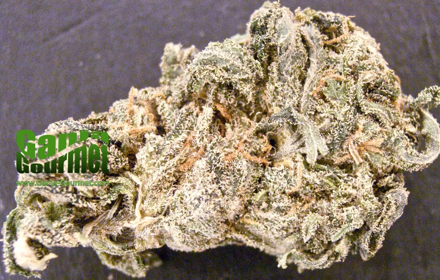 GanjaGourmetBigBudid01