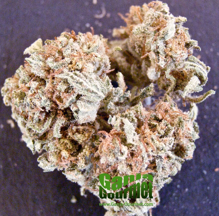 GanjaGourmetBigWreck01id