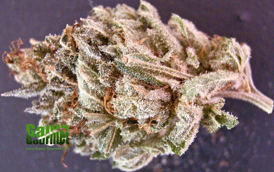 GanjaGourmetBLAMBlueberryXMango01id