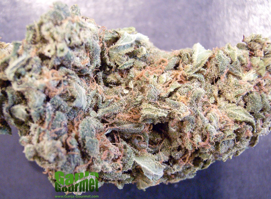 GanjaGourmetBlueDot01id