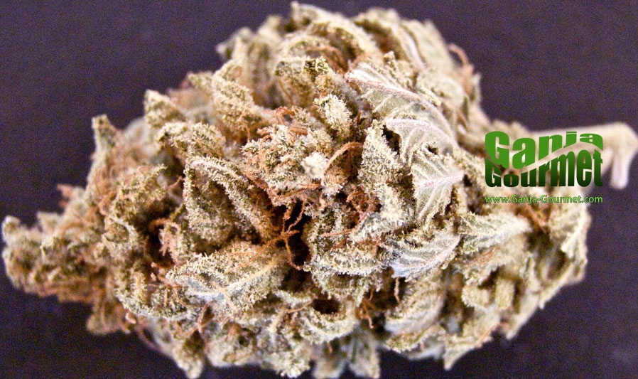 GanjaGourmetBlueMoonshine01id