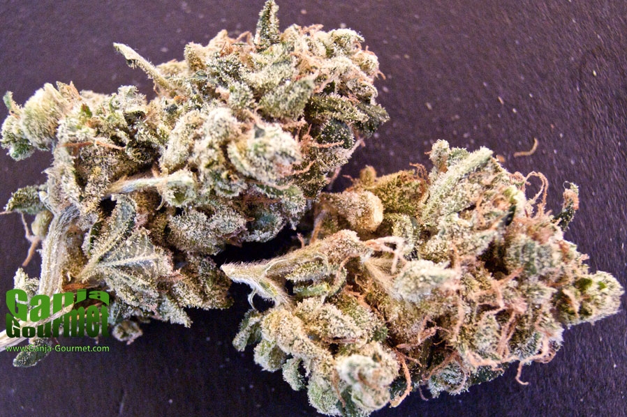 GanjaGourmetBostonBling01id