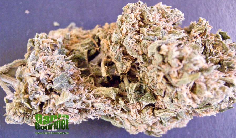 GanjaGourmetBoulderKushid01