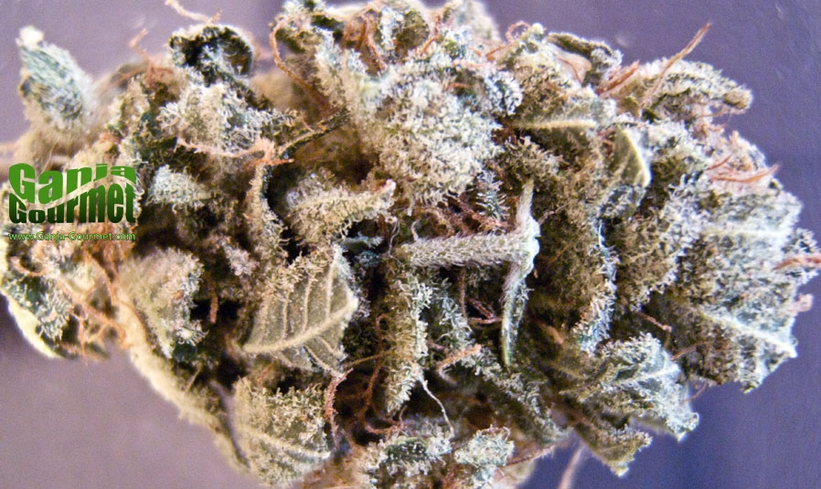 GanjaGourmetBruceBanner01id