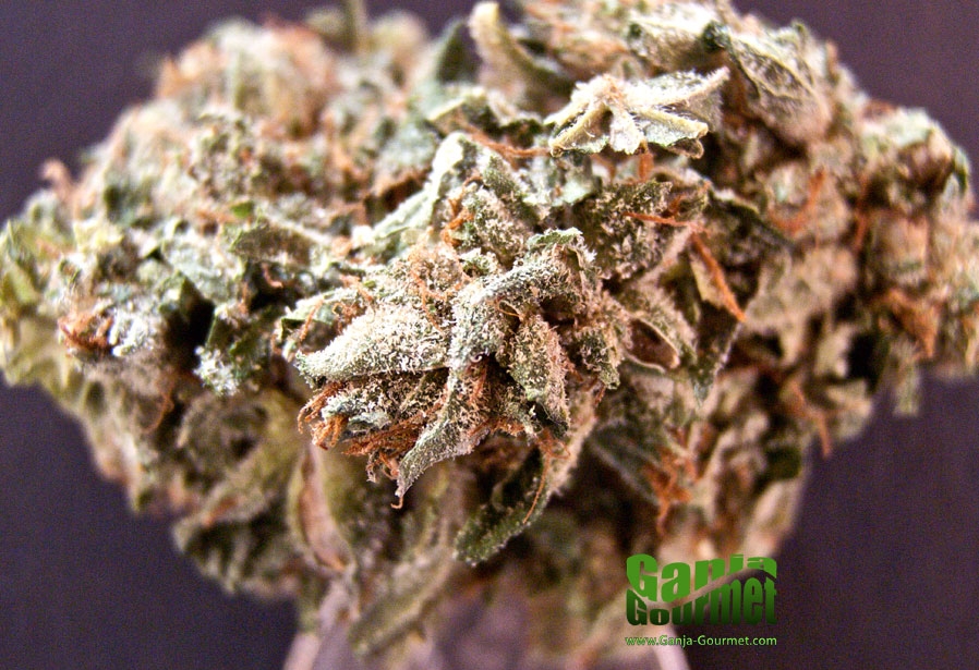 GanjaGourmetBubbaKush02id