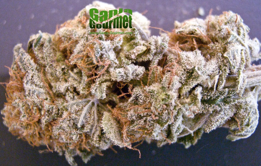 GanjaGourmetBubbaSensi01id