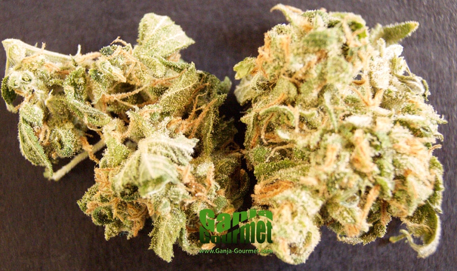 GanjaGourmetBuddhaSister01id