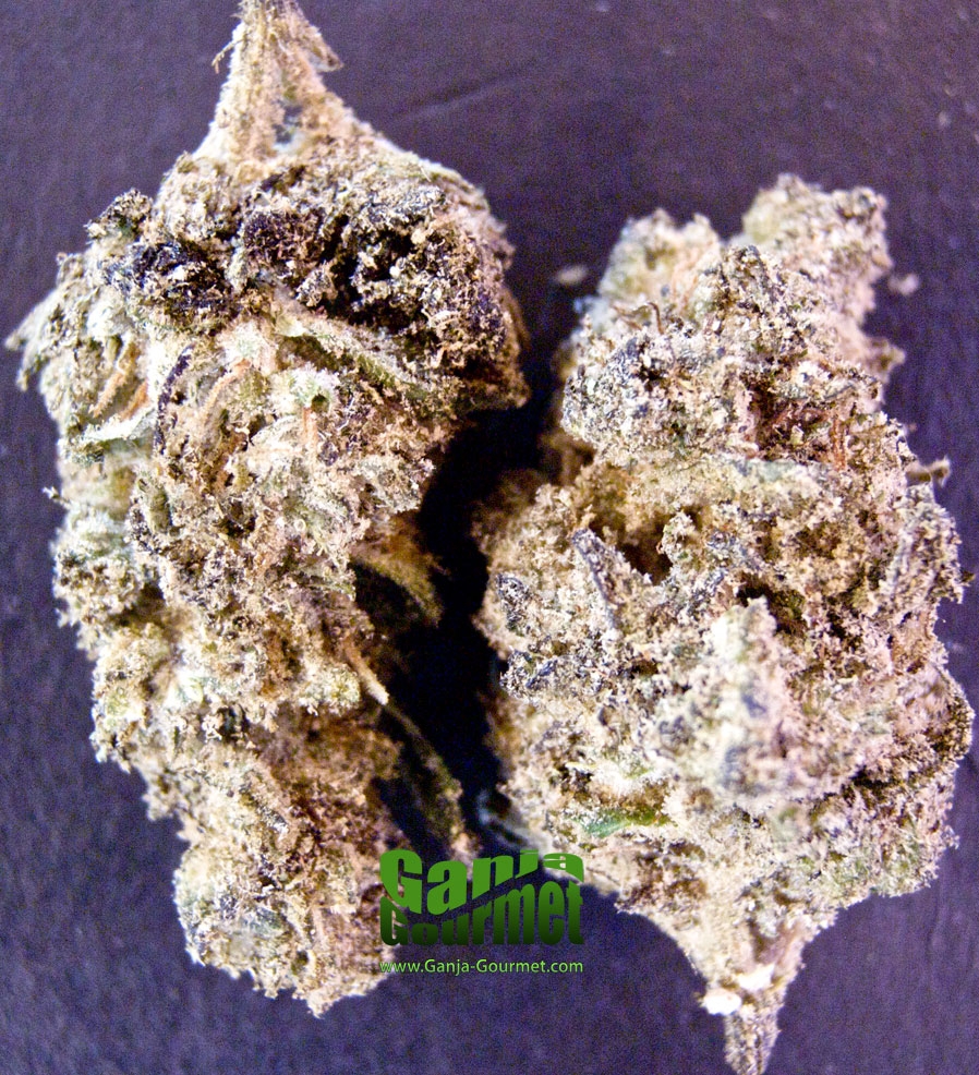 GanjaGourmetBuzsBudsCaviarid01