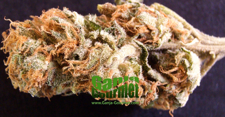 GanjaGourmetCaliOrange01id