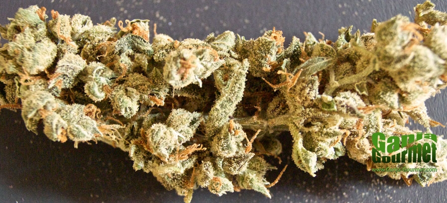 GanjaGourmetCaseyJones01id