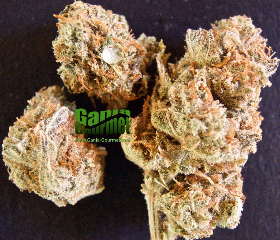 GanjaGourmetCinderella99id01