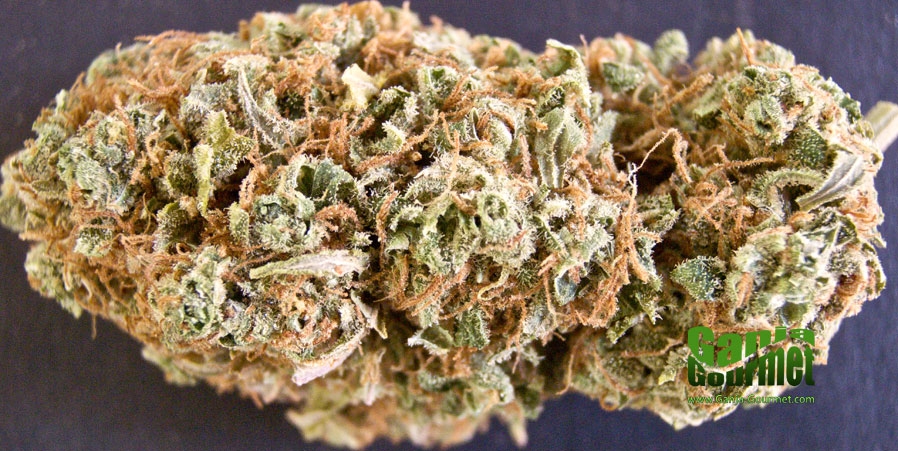 GanjaGourmetCountSkunkula01id