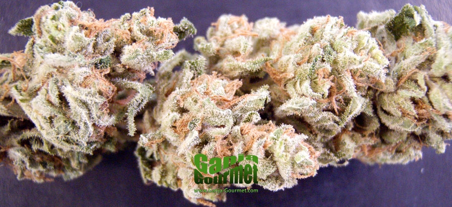 GanjaGourmetDJShortBlueberry01id