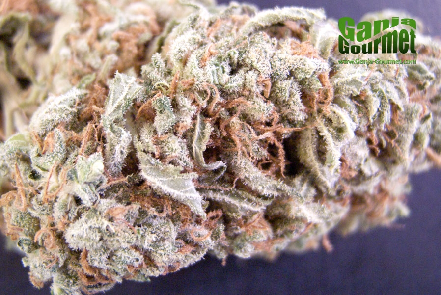 GanjaGourmetDJShortFlo01id