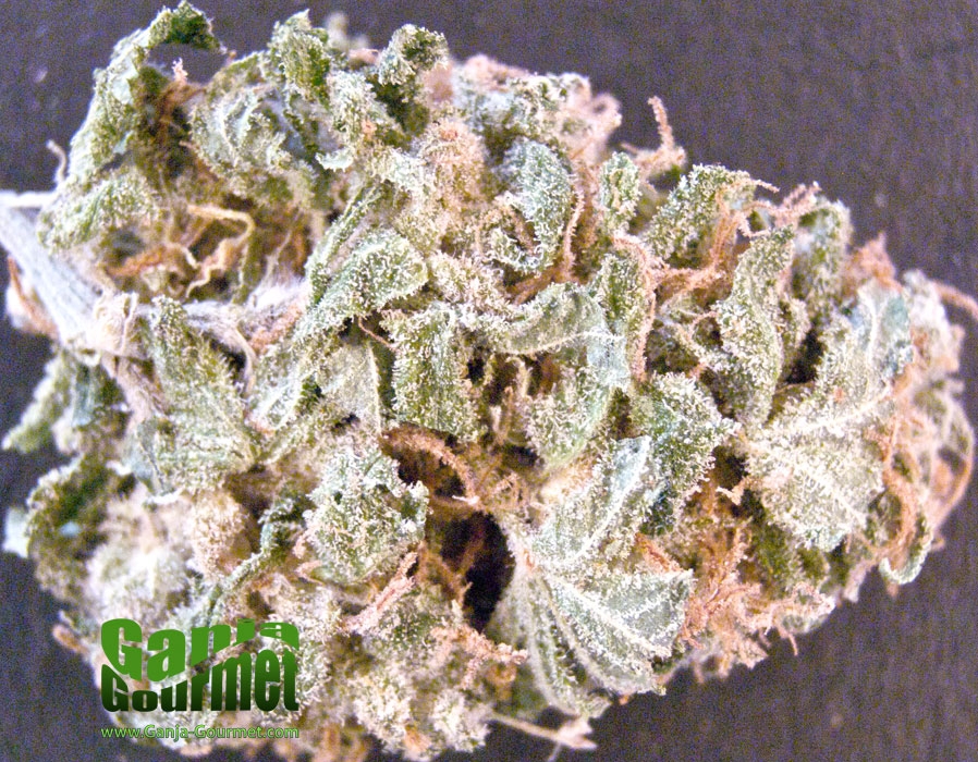 GanjaGourmetDJShortTrueBlueberry02id