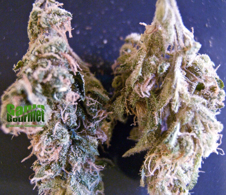 GanjaGourmetDomina01id