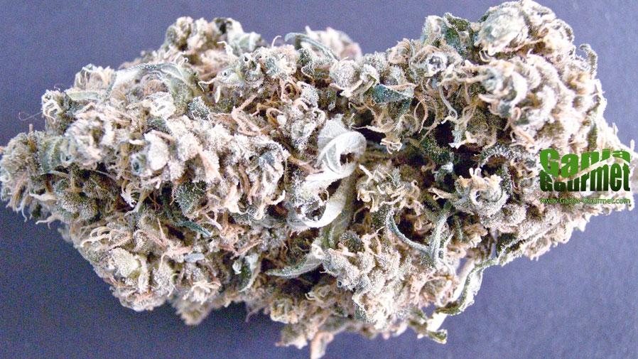 GanjaGourmetDurbanPoison02id