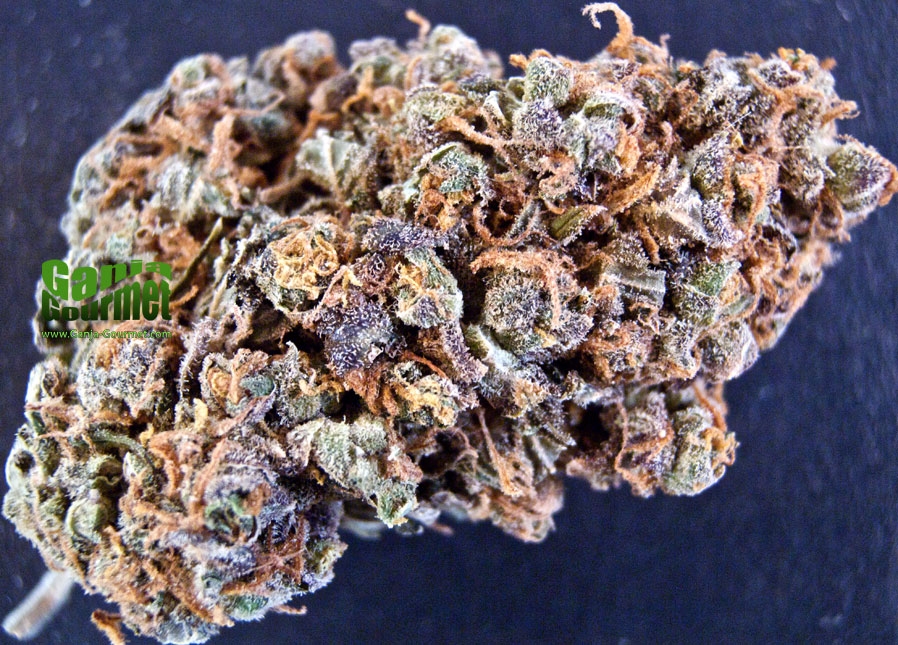 GanjaGourmetEuphoriaid03