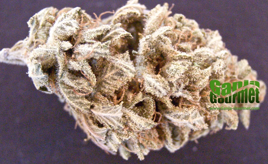 GanjaGourmetG13XSilverHaze01id