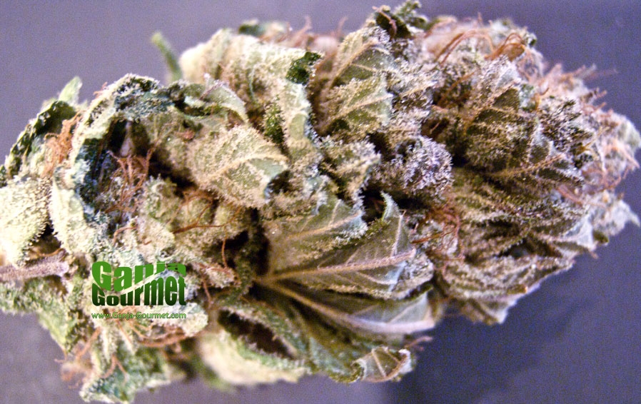 GanjaGourmetGodBud02id