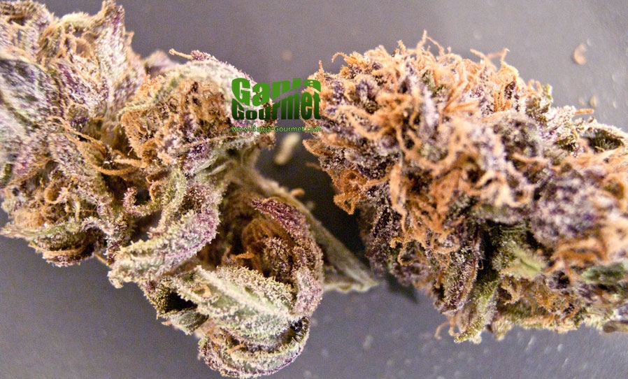 GanjaGourmetGrandDaddyPurps05id
