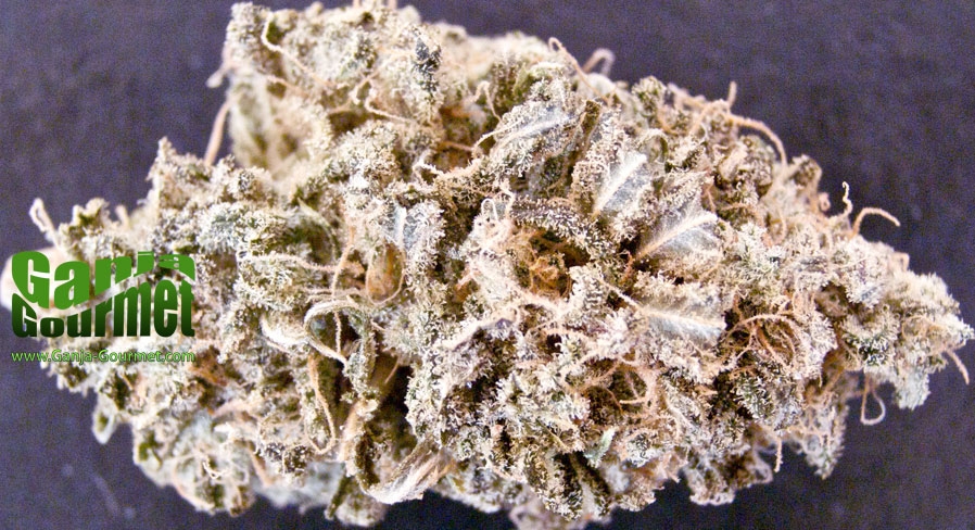 GanjaGourmetGrapefruit01id