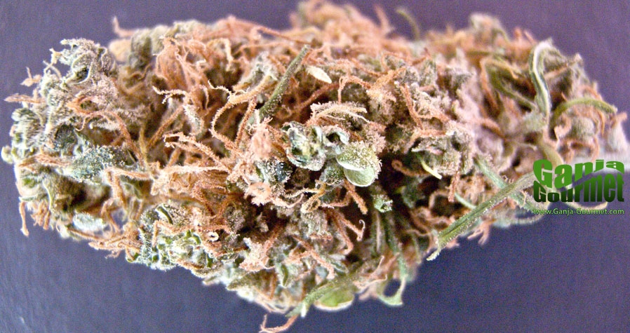 GanjaGourmetGrapefruitXRomulan01id