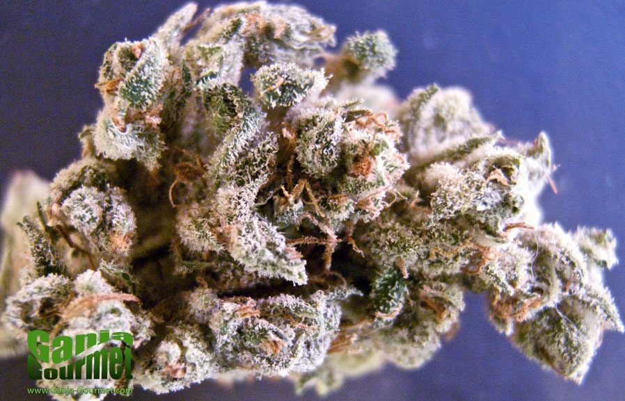 GanjaGourmetOriginalHaze01id