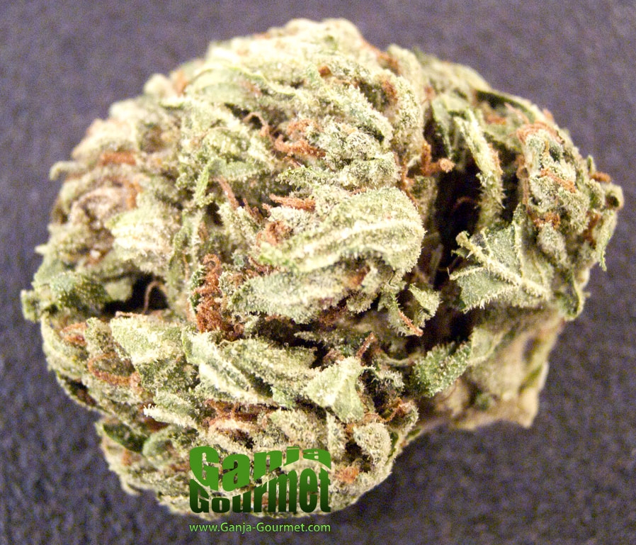 GanjaGourmetOriginalKushBlueberryDiesel01id