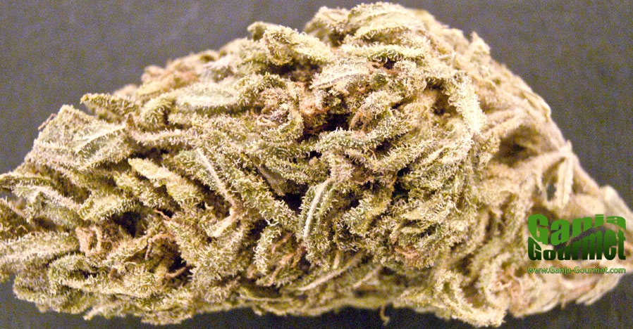 GanjaGourmetPermaFrost01id
