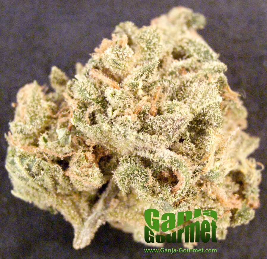 GanjaGourmetPineappleKush01id