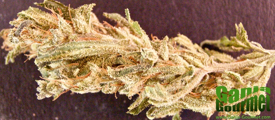 GanjaGourmetPinkPez01id