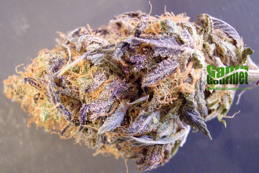 GanjaGourmetPlatinumKush01id