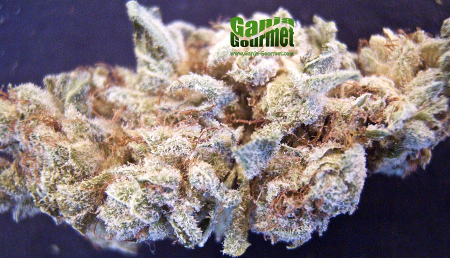 GanjaGourmetPodes01id