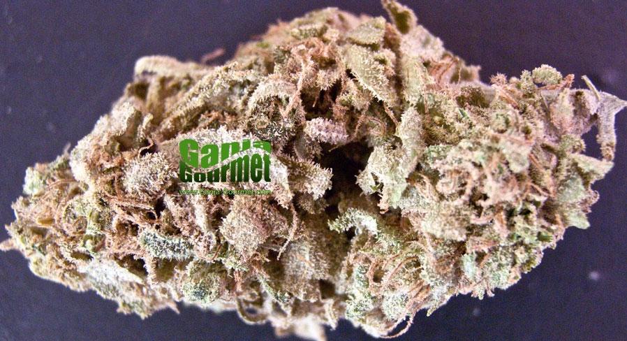 GanjaGourmetPurePowerPlant01id