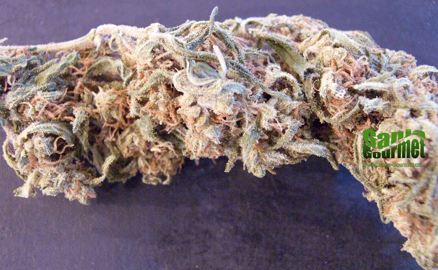 GanjaGourmetPurgatory01id