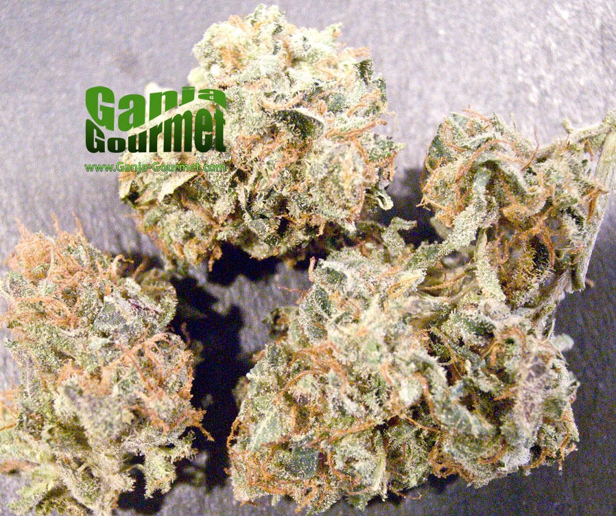 GanjaGourmetPurpleKushXVooDoo01id