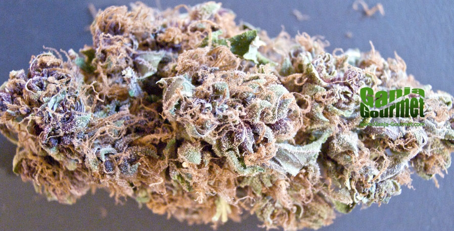 GanjaGourmetPurpleStar01id