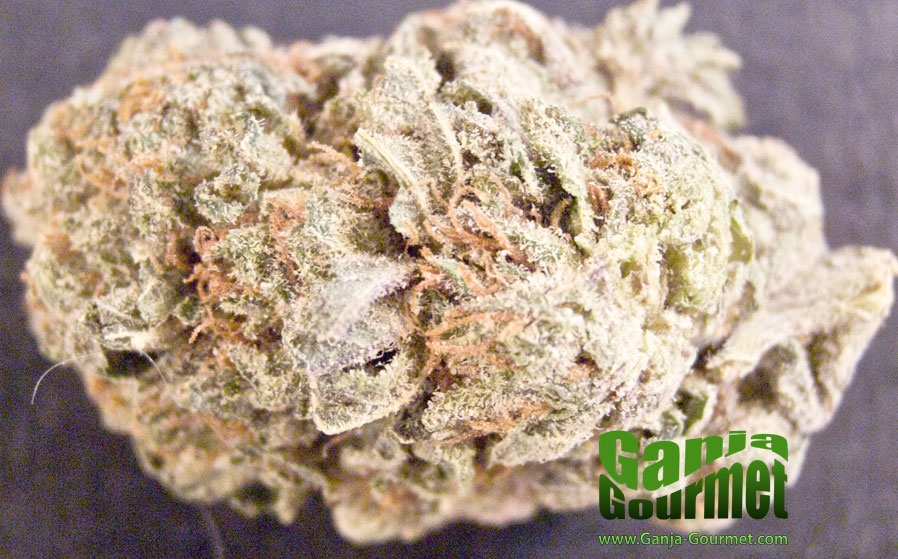 GanjaGourmetPurpleUrkel01