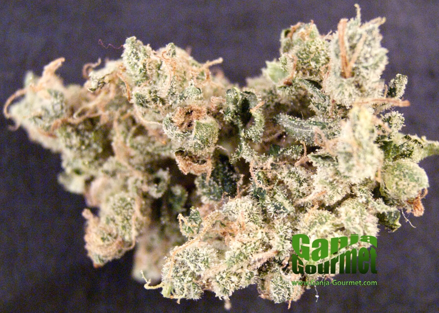 GanjaGourmetPurpleVoodoo01id