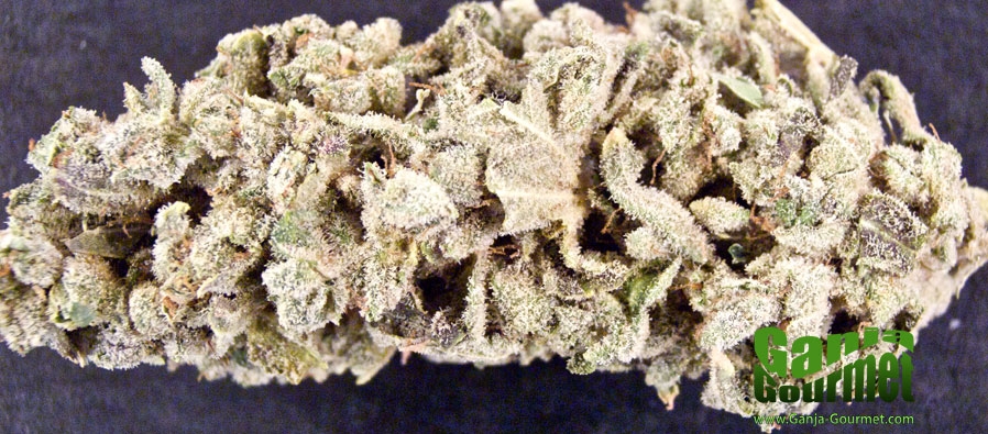 GanjaGourmetSagexOGKush02