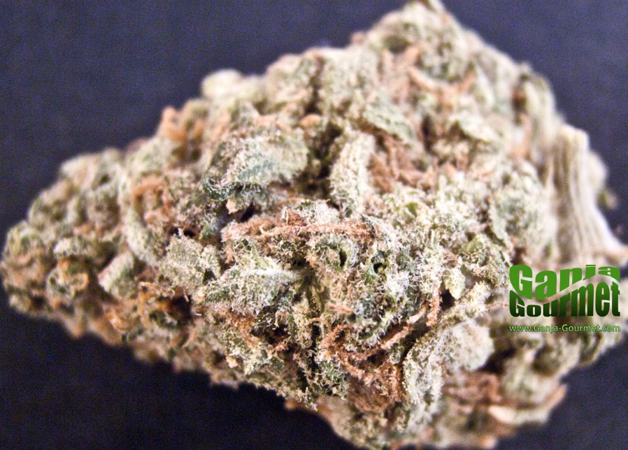 GanjaGourmetSagexSour01